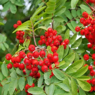 sorbus-scarlet-king-2