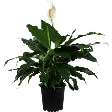 Spathiphyllum Silvana plant in a pot with dark green foliage and a white flower.