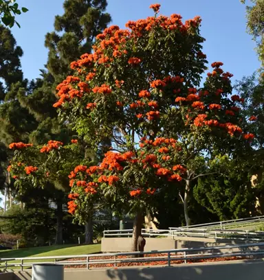 Spathodea campanulata tree with red flowers in a park.