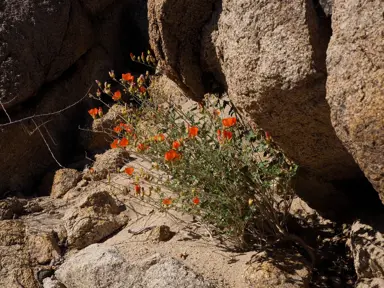 Sphaeralcea ambigua plant with orange flowers growing on a rocky ledge.