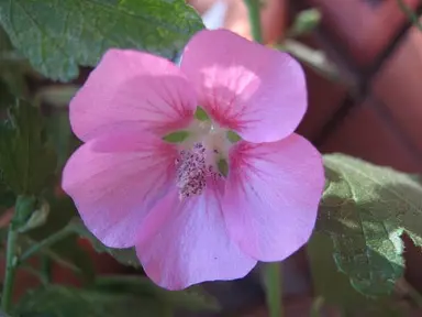 sphaeralcea-priscilla-pink-