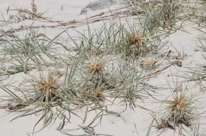 Spinifex sericeus grass on a sand dune.