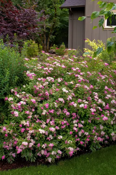 spiraea-anthony-waterer-1