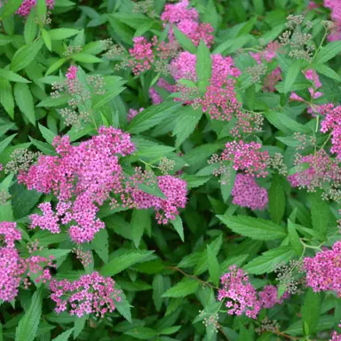 spiraea-anthony-waterer-3