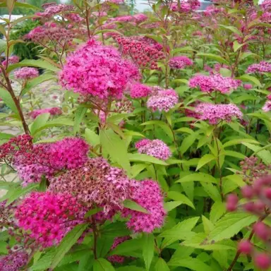 spiraea-anthony-waterer-4