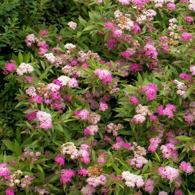 Spiraea Anthony Waterer | Free Freight Option