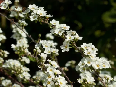 Spiraea Bridal Wreath branch covered in white flowers.