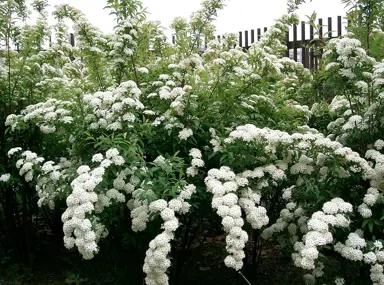 spiraea-cantoniensis-