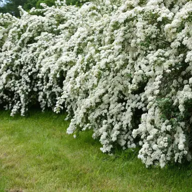 spiraea-cantoniensis-1