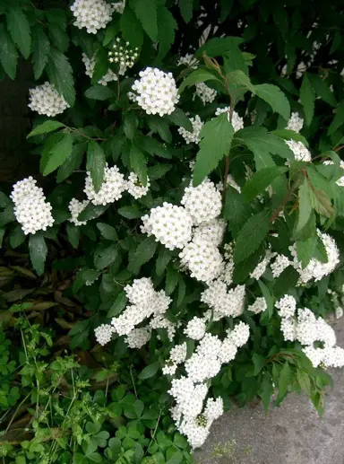 spiraea-cantoniensis-3