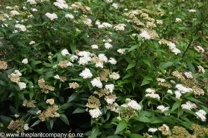 Spiraea japonica 'Albiflora' plant with white flowers and dark green foliage.