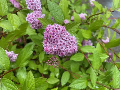 Spiraea japonica plant with light green foliage and pink flowers.