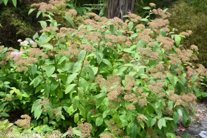 Spiraea 'Little Princess' shrub in a garden.