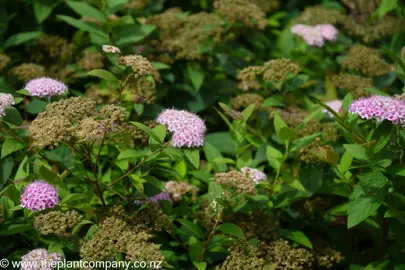 Spiraea 'Little Princess' pink flowers amidst green foliage.