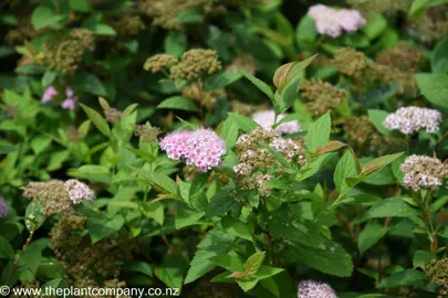 Spiraea 'Little Princess' pink flowers with green foliage.