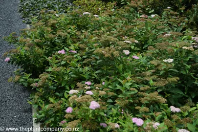 Spiraea 'Little Princess' with pink flowers growing in a border.