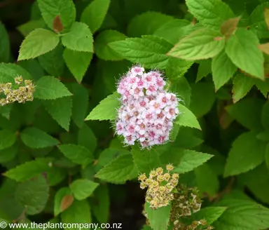 Spiraea 'Little Princess' pink flower cluster and dark green foliage.