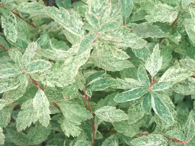 spiraea-pink-ice-