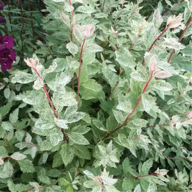 spiraea-pink-ice-4