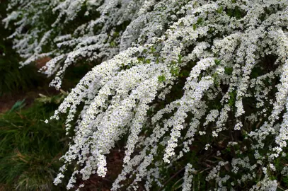 Spiraea thunbergii shrub covered in white flowers.