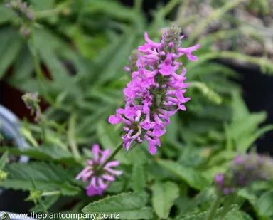 stachys-macrantha--1