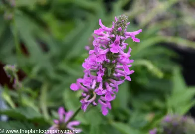 stachys-macrantha-