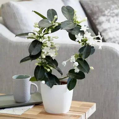 stephanotis-floribunda-2