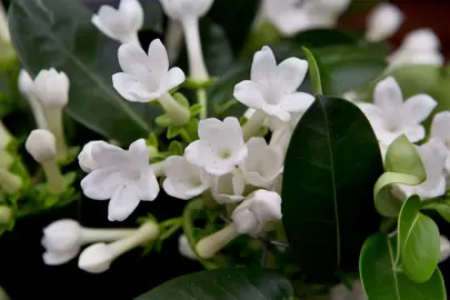 stephanotis-floribunda-3