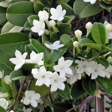 stephanotis-floribunda-4