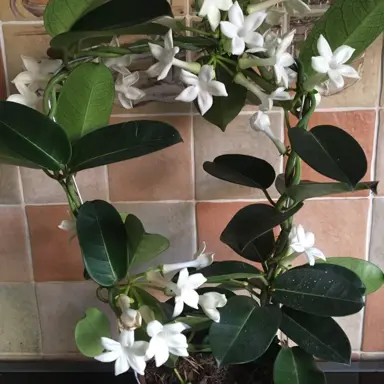 stephanotis-floribunda-5