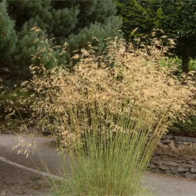 Stipa gigantea plant with seedheads.