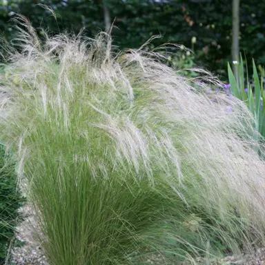 stipa-tenuissima-