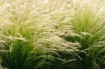 stipa-tenuissima-1