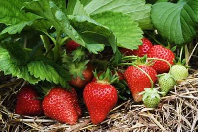 strawberry-plants-