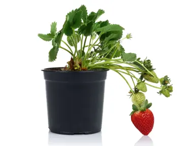 strawberry-plants-1