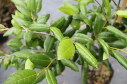 Streblus banksii foliage.