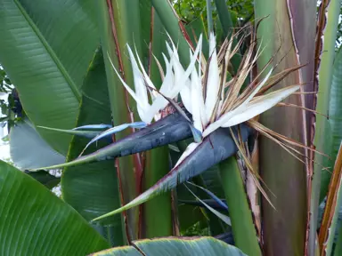 Strelitzia alba white flowers with blue bracts and green foliage.