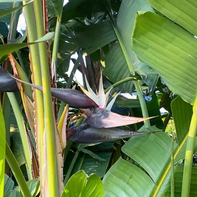 Strelitzia augusta flower and foliage.