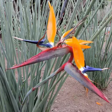 Strelitzia parvifolia flower and foliage.