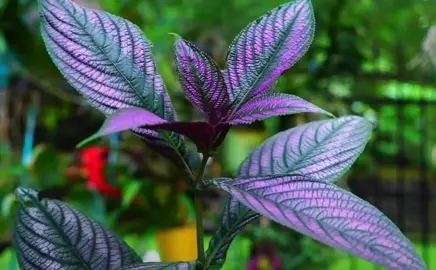 strobilanthes-dyeriana--1