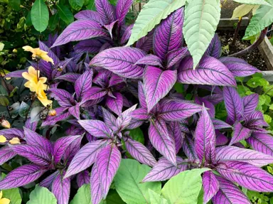 strobilanthes-dyeriana-