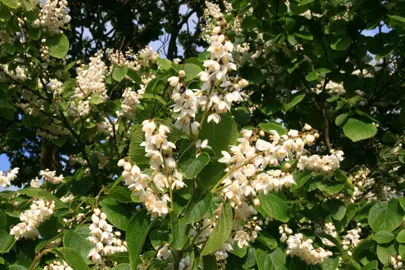 styrax-hemsleyana-2