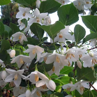 styrax-japonica-2