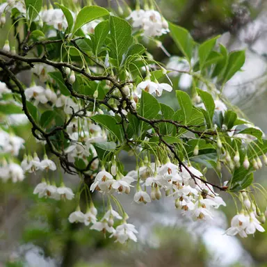 styrax-japonica-5