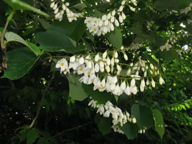 styrax-obassia-2