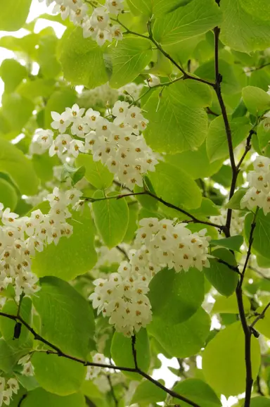 styrax-obassia-3