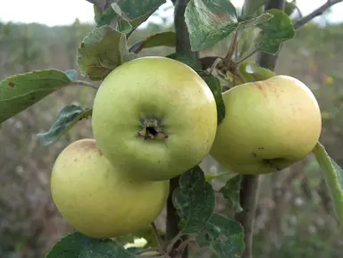 'Sweet Alford' apple fruit.