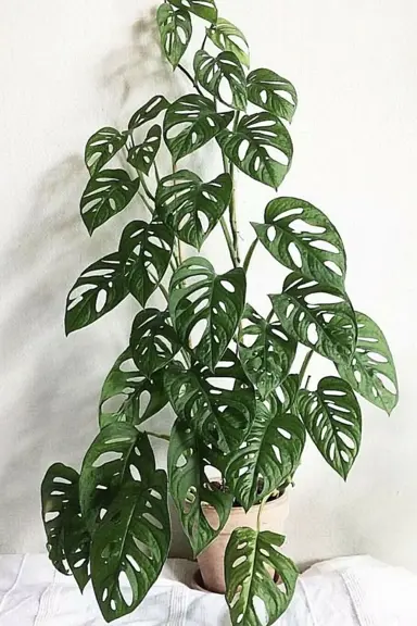 monstera-adansonii-3