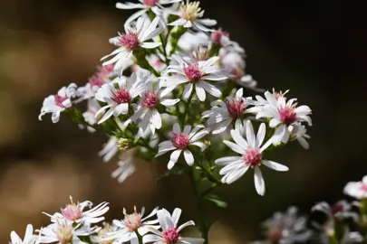 Symphyotrichum cordifolium 'Photograph' white flowers.