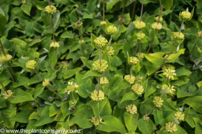 Symphyotrichum cordifolium 'Photograph' seed pods.